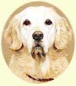 Click for Larger Image of Golden Retriever