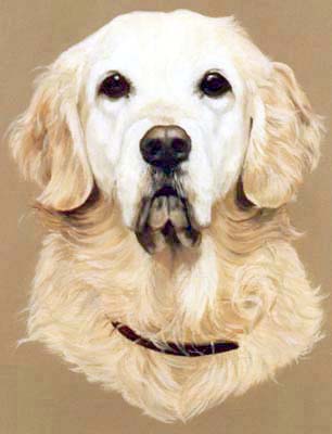 Pet Portraits - Dog Paintings from Your Own Photos - Golden Retriever Head Study - Oils