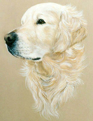 Pet Portraits - Dog Paintings from Your Own Photos - Golden Retriever Barney in Oils on Canvas