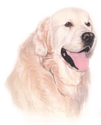 Pet Portraits - Dog Paintings - Golden Retriever