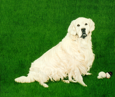 Pet portraits - Dog paintings - Golden Retriever