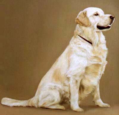 Pet Portraits - Dog Paintings from Your Own Photos - Golden Retriever Sitting - Oils