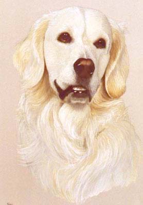 Pet Portraits - Dog Paintings from Your Own Photos - Golden Retriever Snowie - Watercolours