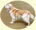 Click for larger image of Golden Retriever painting