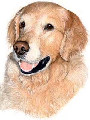 Pet Portraits - Dog Paintings from Your Own Photos - Golden Retriever Rosie - Watercolours