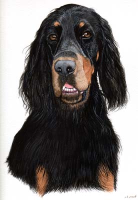 Pet Portraits - Gordon Setter Head Study in Watercolours