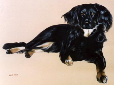 Pet Portraits - Dog Paintings from Your Own Photos - Gordon Setter Mix - Oils