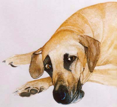 Pet Portraits - Dog Paintings from Your Own Photos - Great Dane Anna - Watercolours