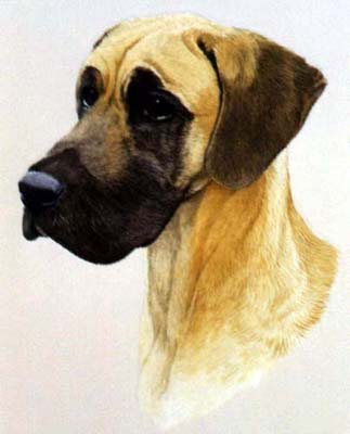 Pet Portraits - Dog Paintings from Your Own Photos - Great Dane Marion - Watercolours