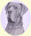Click for larger image of Great Dane painting