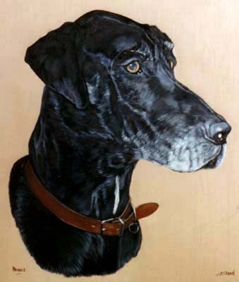 Pet Portraits - Dog Paintings from Your Own Photos - Great Dane Head Study - Elderly - Oils