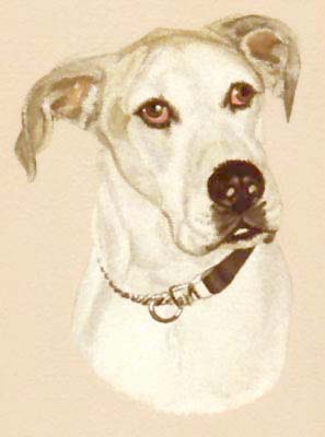 Pet Portraits - Dog Paintings from Your Own Photos - White Great Dane Prince - Watercolours