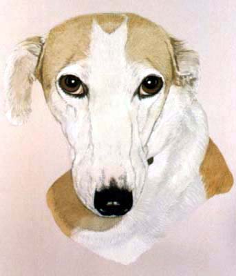Pet Portraits - Dog Paintings from Your Own Photos - Greyhound Head Study Cleo - Watercolours