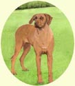 Click for larger image of Rhodesian Ridgeback