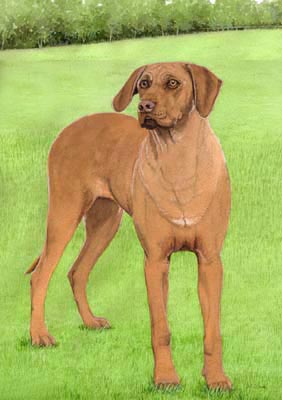 Pet Portraits - Rhodesian Ridgeback Sassy in Watercolours