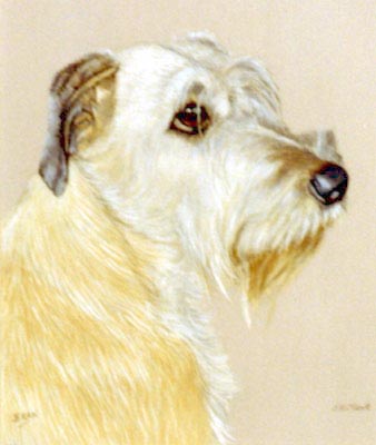 Pet Portraits - Irish Wolfhound Head Study - Watercolours