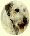Click for larger image of Irish Wolfhound painting - Dog paintings by Isabel Clark