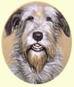 Click for larger image of Irish Wolfhound painting - Dog paintings by Isabel Clark
