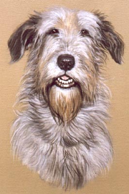 Pet portraits dog paintings - Irish Wolfhound Painting by Isabel Clark,English Artist