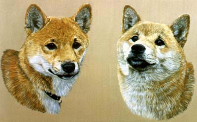 Pet Portraits dog paintings - Japanese Shina Inus paintings by Isabel Clark, English artist.