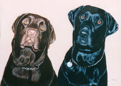 Pet Portraits - 2 Labradors Head Studies - Oil Painting