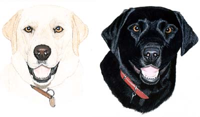 Pet Portraits - 2 Labradors Head Studies - Watercolour Painting