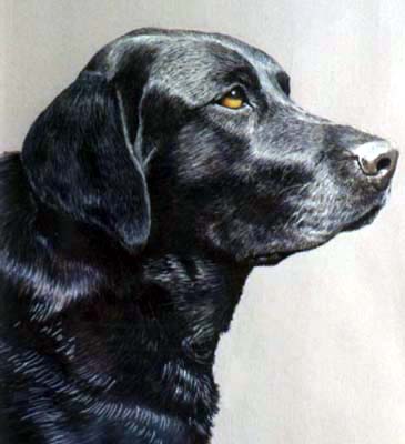 Pet Dog Portraits - Labrador Benson - Watercolours