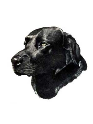 Pet Portraits - Labrador Major - Head Study - Watercolours