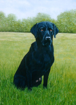 Pet Dog Portraits - Labrador  - Watercolours