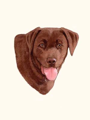 Pet Portraits - Labrador Retriever