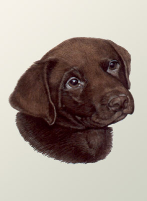 Pet Portraits - Chocolate Labrador Pup Head Study - Watercolours