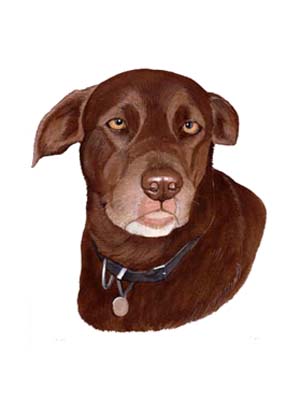 Pet Portraits - Labrador Chocolate Head Study - Watercolours
