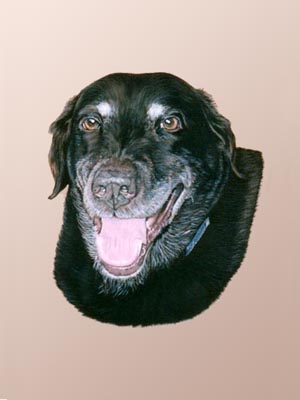 Pet Portraits - Labrador Retriever painting
