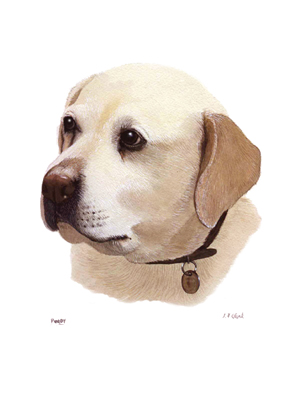Pet Portraits - Yellow Labrador Retriever