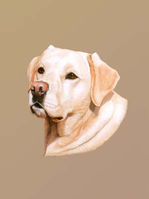 Pet Portraits Labrador Retriever Oil Painting by Isabel Clark