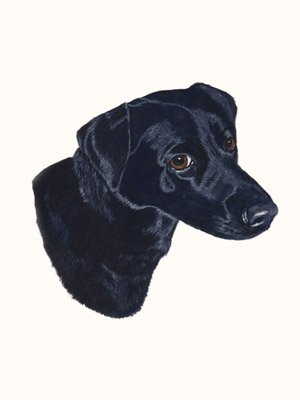 Pet Dog Portraits - Labrador Belle - Watercolours