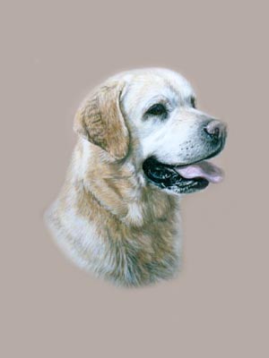 Pet Portraits - Labrador Head Study in Watercolours George