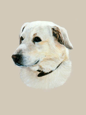 Pet Portraits - Yellow Labrador Retriever Head Study Sam - Watercolours