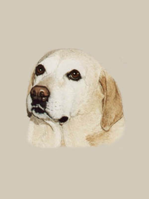 Pet Portraits from Your Own Photos - Yellow Labrador Retriever Head Study - in Watercolours