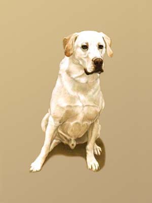 Pet Portraits - Labrador Bertie Sitting - Oils
