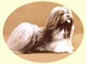 Click for larger image of Lhasa Apso