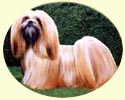 Click for larger image of Lhasa Apso