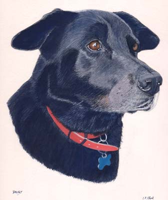 Pet Portraits - Mongrel Dog Painting