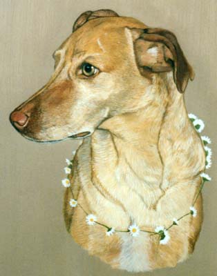 Pet Portraits - Mongrel Sparky with Daisy Chain - Oils