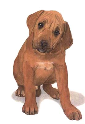 Pet Portraits - Mongrel Pup - Watercolours