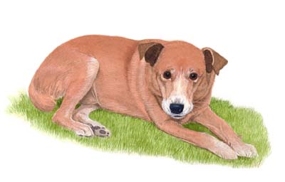 Pet Portraits - Mongrel watercolour painting