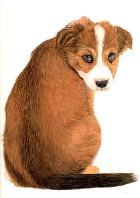 Pet Portraits - Pup watercolour painting