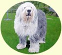 Old English Sheepdog painting in oils by Isabel Clark