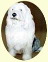 Click for larger Image of Old English Sheepdog Painting