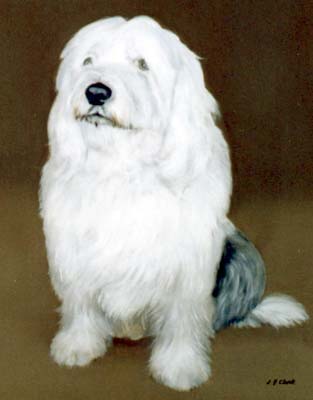 Pet Portraits - Old English Sheepdog painting in oils by Isabel Clark